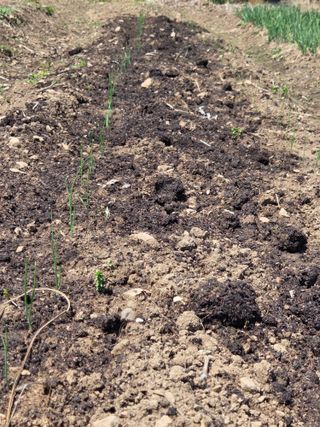 오현백님의 기타작물 · 영농일지 작성글 사진