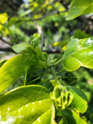 헤라여신^^♡님의 기타작물 · 영농일지 작성글 사진