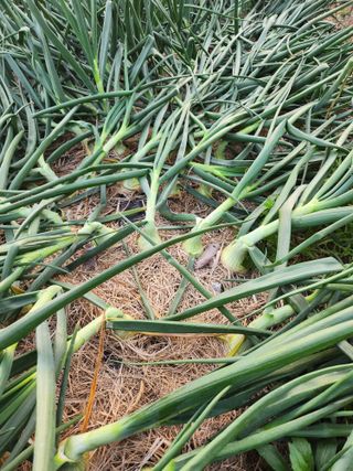 새싹농장님의 양파 · 영농일지 작성글 사진