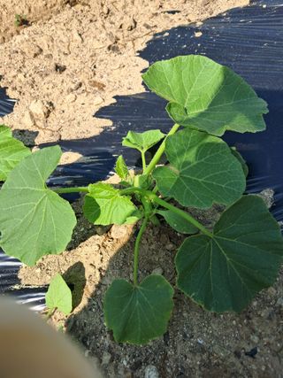 류남열님의 호박 · 영농일지 작성글 사진