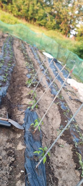 루씨아님의 기타작물 · 영농일지 작성글 사진