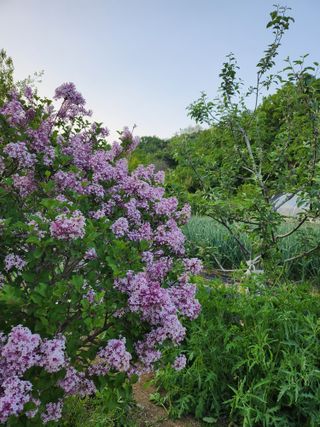 새싹농장님의 고추 · 영농일지 작성글 사진