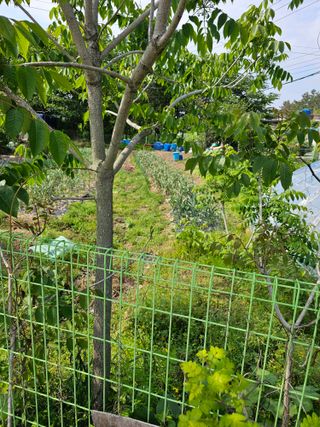 청산거사님의 마늘 · 영농일지 작성글 사진