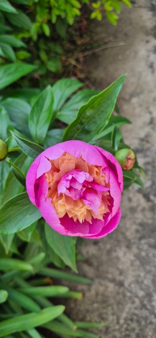 박산하님의 사과 · 영농일지 작성글 사진