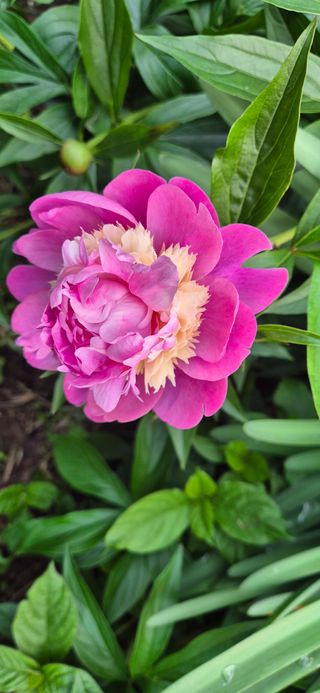 박산하님의 사과 · 영농일지 작성글 사진