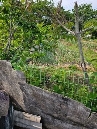 청산거사님의 마늘 · 영농일지 작성글 사진