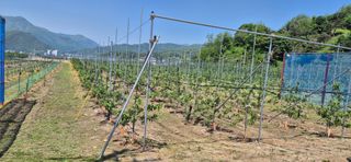 박산하님의 사과 · 영농일지 작성글 사진