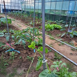 식만동 복합영농님의 기타작물 · 영농일지 작성글 사진