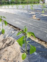 팜모닝 고추·영농일지 게시글 이미지