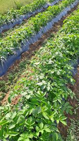 팜모닝 감자·영농일지 게시글 이미지