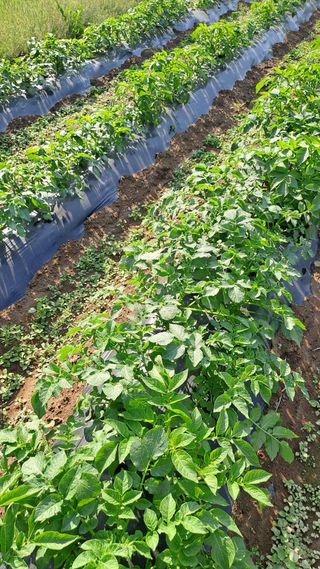 서은숙님의 감자 · 영농일지 작성글 사진