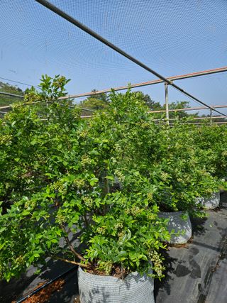 제주 지안이네농장님의 블루베리 · 영농일지 작성글 사진