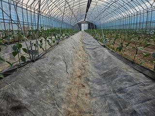 전봉우(채미농원)님의 고추 · 영농일지 작성글 사진