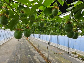 박미라님의 기타작물 · 영농일지 작성글 사진