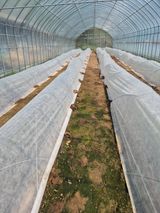 팜모닝 양배추·영농일지 게시글 이미지