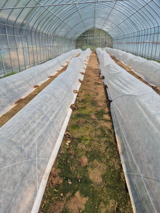 왕자농원님의 양배추 · 영농일지 작성글 사진