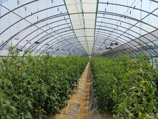 전원수님의 토마토 · 영농일지 작성글 사진