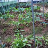 팜모닝 기타작물·영농일지 게시글 이미지