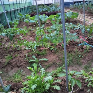 식만동 복합영농님의 기타작물 · 영농일지 작성글 사진