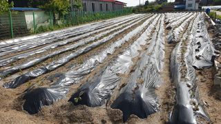 박순천님의 고구마 · 영농일지 작성글 사진