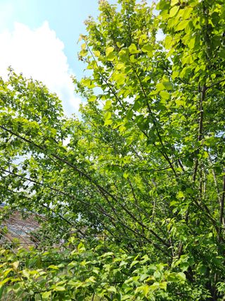 청산거사님의 마늘 · 영농일지 작성글 사진