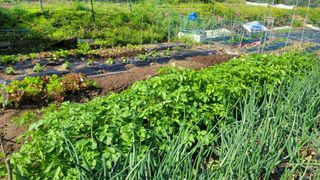 김영규님의 상추 · 영농일지 작성글 사진