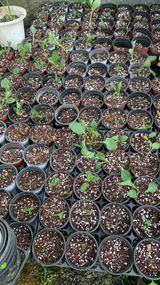 팜모닝 기타작물·영농일지 게시글 이미지