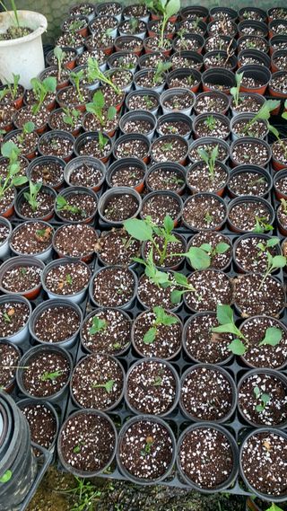 원스피릿팜님의 기타작물 · 영농일지 작성글 사진