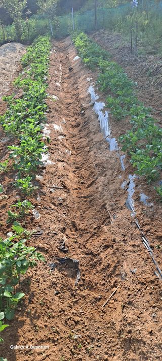 김윤철님의 감자 · 영농일지 작성글 사진