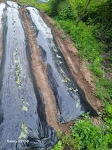 팜모닝 고구마·영농일지 게시글 이미지