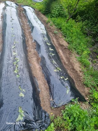꿈사랑님의 고구마 · 영농일지 작성글 사진