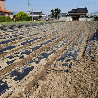 박용열조물주님 님의 기타작물 · 영농일지 작성글 사진