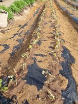 팜모닝 벼·영농일지 게시글 이미지