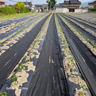박용열조물주님 님의 기타작물 · 영농일지 작성글 사진