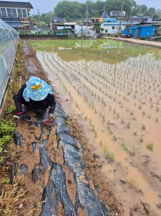 곰새끼님의 벼 · 영농일지 작성글 사진