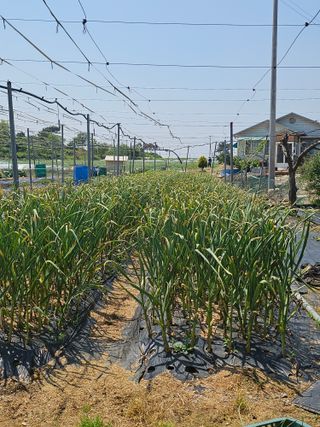메추라기님의 기타작물 · 영농일지 작성글 사진