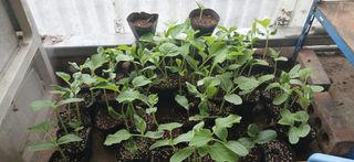 우철님의 기타작물 · 영농일지 작성글 사진