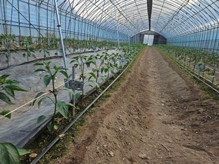 전봉우(채미농원)님의 고추 · 영농일지 작성글 사진