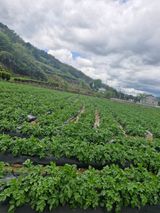 팜모닝 기타작물·영농일지 게시글 이미지