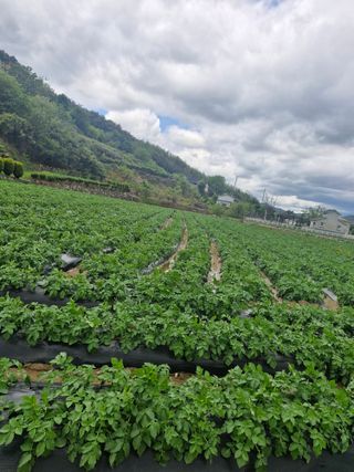 최연옥님의 기타작물 · 영농일지 작성글 사진