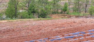 한성님의 감자 · 영농일지 작성글 사진