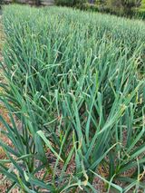 팜모닝 마늘·영농일지 게시글 이미지