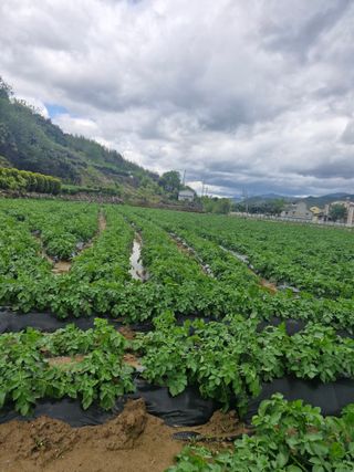 최연옥님의 기타작물 · 영농일지 작성글 사진