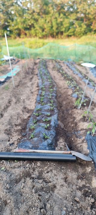 루씨아님의 기타작물 · 영농일지 작성글 사진