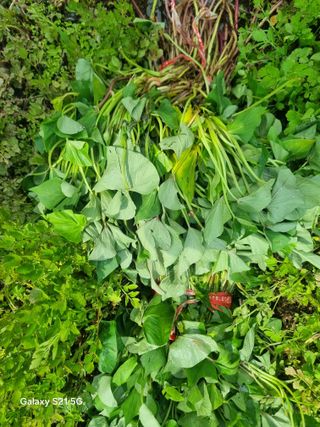 꿈사랑님의 고구마 · 영농일지 작성글 사진