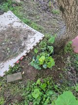 팜모닝 기타작물·영농일지 게시글 이미지