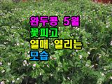팜모닝 콩·영농일지 게시글 이미지