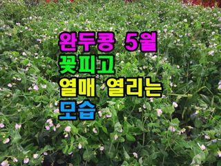 꿈꾸는텃밭님의 콩 · 영농일지 작성글 사진