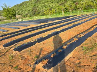 심기정님의 고구마 · 영농일지 작성글 사진