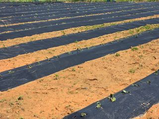 심기정님의 고구마 · 영농일지 작성글 사진